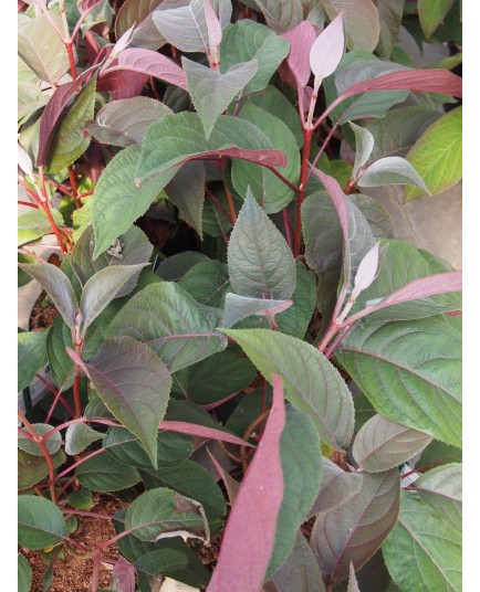 Hydrangea aspera 'Hot Chocolate'