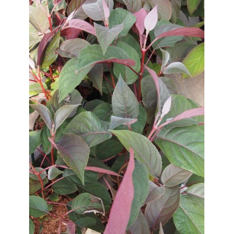 Hydrangea aspera 'Hot Chocolate'