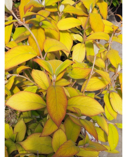 Hydrangea sargentiana 'Goldrush'