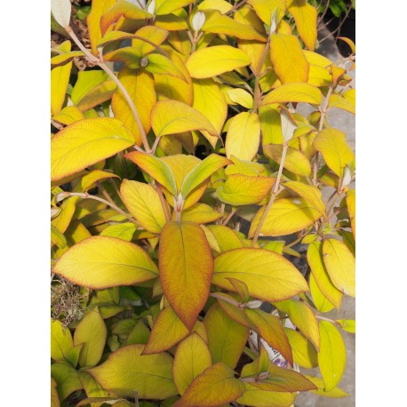 Hydrangea sargentiana 'Goldrush'