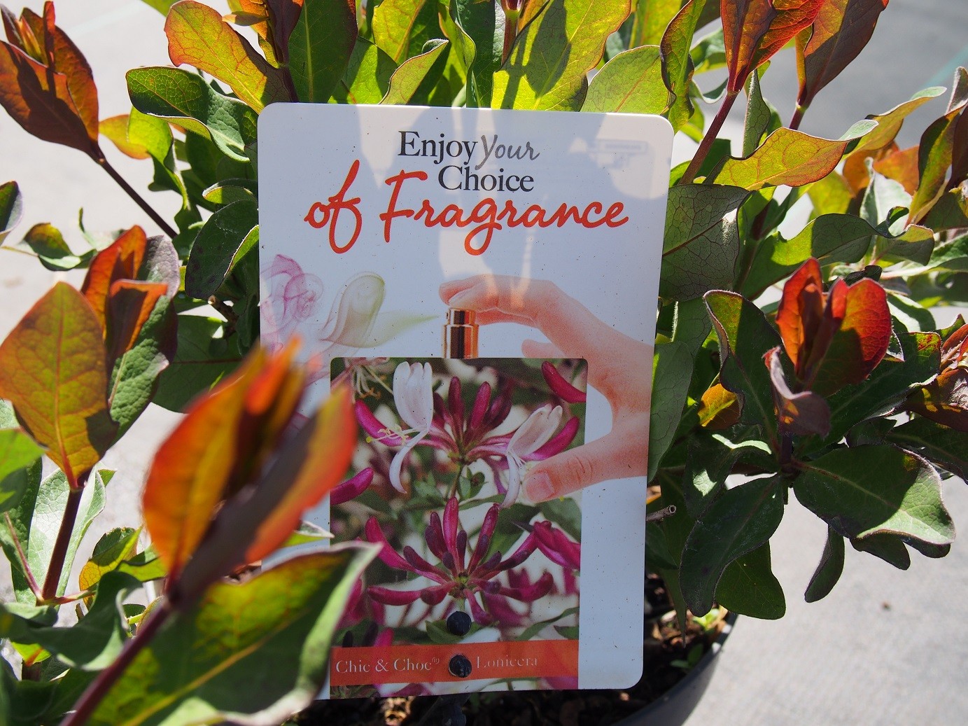 Lonicera periclymenum 'Chic et Choc' - PPINIERE BROCHET-LANVIN