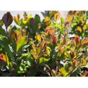 Lonicera periclymenum 'Chic et Choc'®