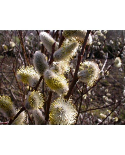 Salix caprea