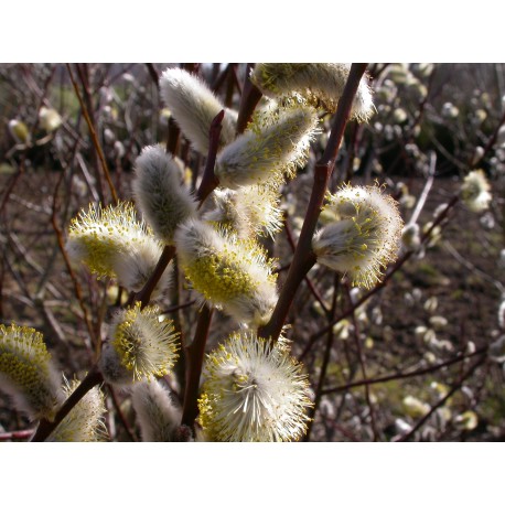 Salix caprea