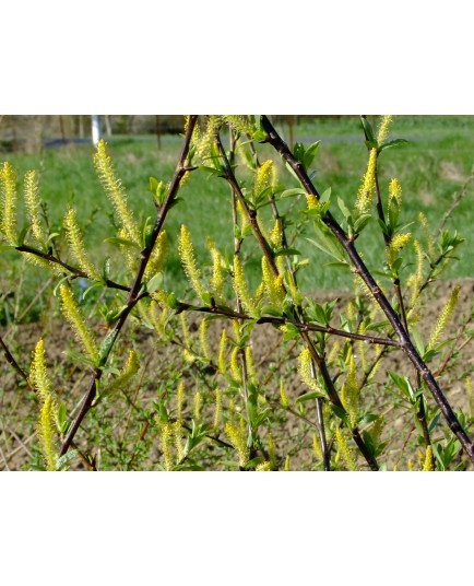 Salix triandra