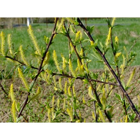 Salix triandra