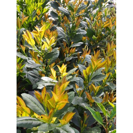 Prunus laurocerasus 'Titan' ®