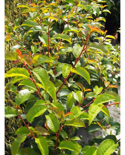 Prunus lusitanica 'Tico'