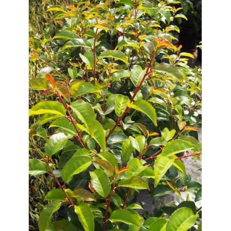 Prunus lusitanica 'Tico'