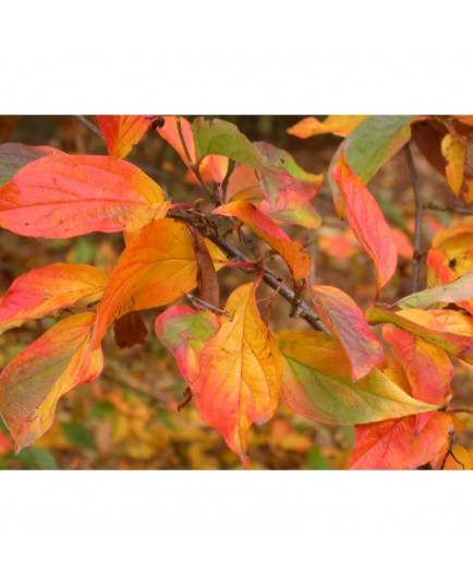 Cotoneaster hummelii