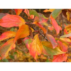 Cotoneaster hummelii