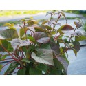 Schizophragma hydrangeoides 'Moonlight'