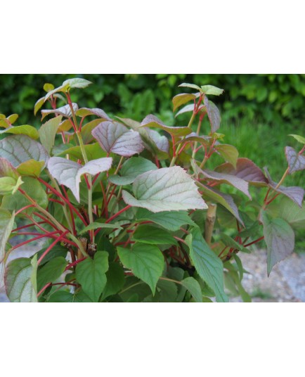 Schizophragma hydrangeoides 'Moonlight'