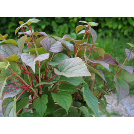 Schizophragma hydrangeoides 'Moonlight'