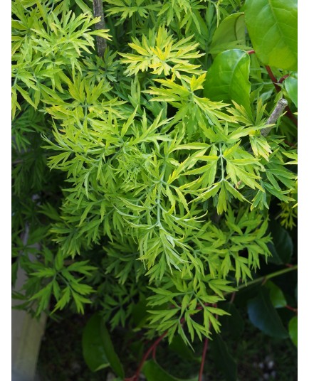 Sambucus nigra 'Golden Tower' ®