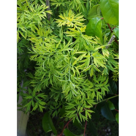 Sambucus nigra 'Golden Tower' ®