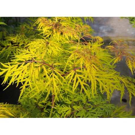 Sambucus racemosa 'Lemony Lace'