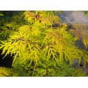 Sambucus racemosa 'Lemony Lace'