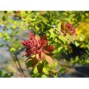 Spiraea japonica 'Sparkling Champagne'- Spirée du Japon