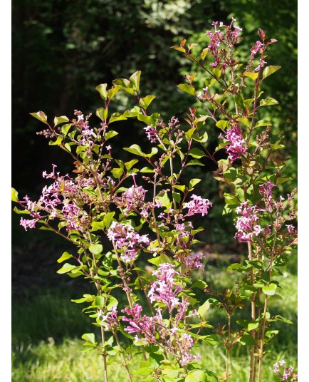 Syringa 'Red Pixie' - lilas nain remontant