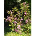 Syringa 'Red Pixie' - lilas nain remontant