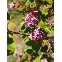 Syringa 'Red Pixie' - lilas nain remontant