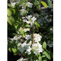 Viburnum plicatum 'Kilimandjaro' - Viorne du japon, viorne à plateaux