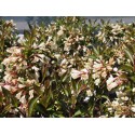 Weigela 'Black & White'®' (Courtacad 01) - weigelia