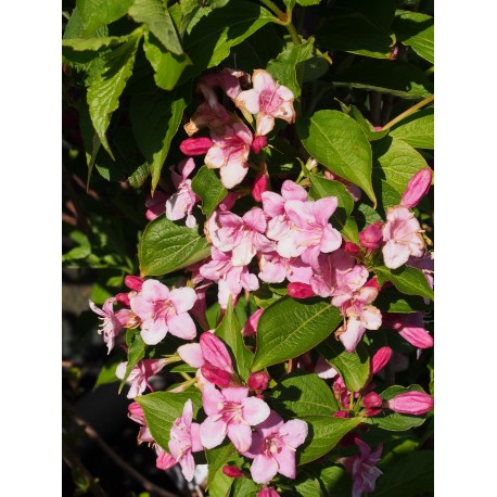 Weigela florida 'Rosea'