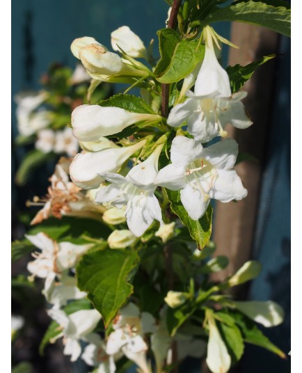 Weigela 'Candida' - weigelia