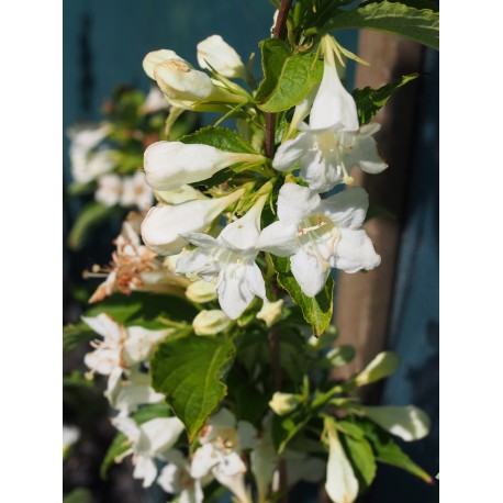 Weigela 'Candida' - weigelia