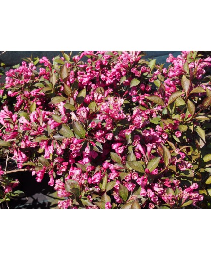 Weigela florida 'Victoria' - weigelia