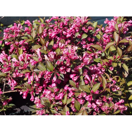 Weigela florida 'Victoria' - weigelia