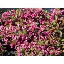 Weigela florida 'Victoria' - weigelia