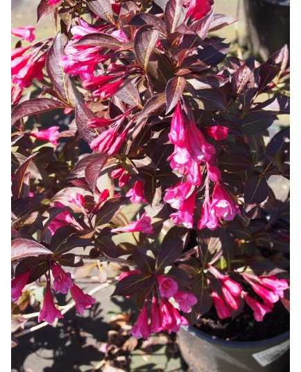 Weigela florida 'Alexandra'® (Wines & roses) - weigelia pourpre