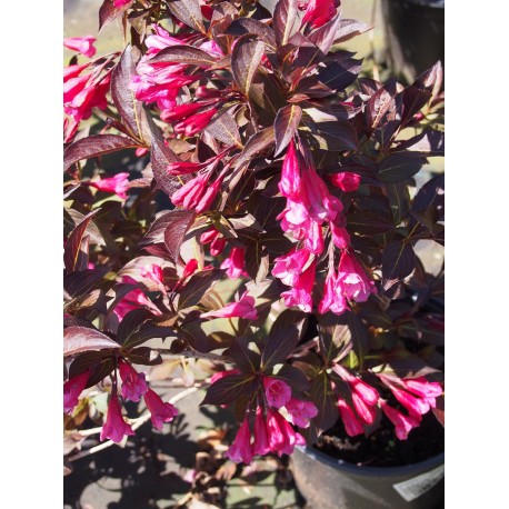 Weigela florida 'Alexandra'® (Wines & roses) - weigelia pourpre