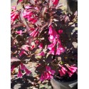 Weigela florida 'Alexandra'® (Wines & roses) - weigelia pourpre