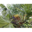 Trachycarpus fortunei - palmiers de Chine, palmiers chanvre,