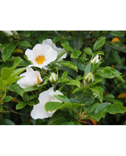 Rosa laevigata - Rosaceae - rosier camélia