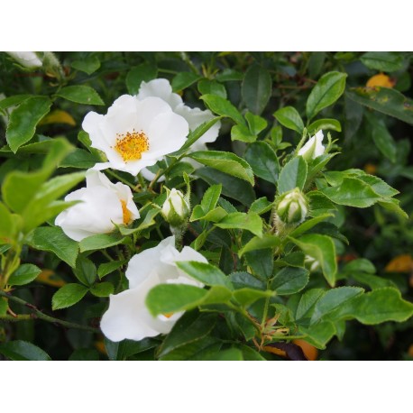 Rosa laevigata - Rosaceae - rosier camélia