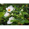 Rosa laevigata - Rosaceae - rosier camélia