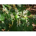 Lonicera maackii -Chèvrefeuilles