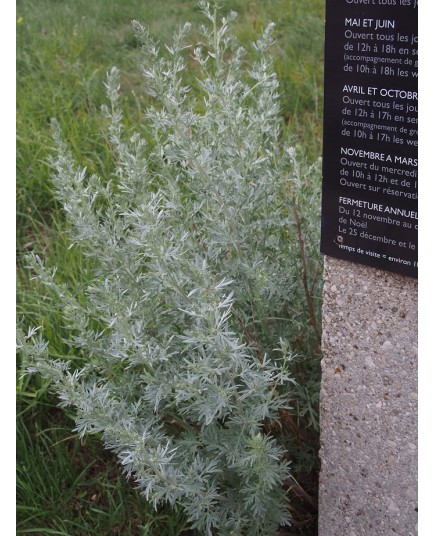 Artemisia absinthium