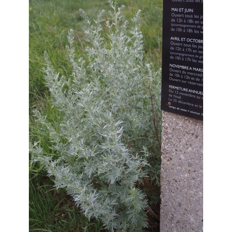 Artemisia absinthium