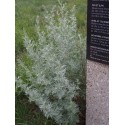 Artemisia absinthium