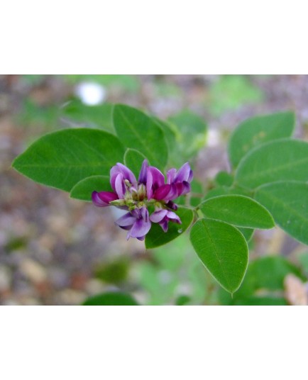 Lespedeza buergeri