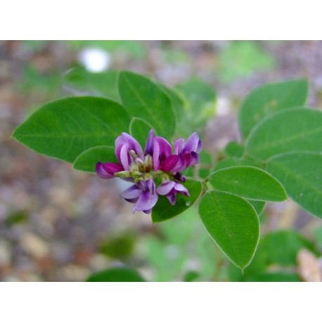 Lespedeza buergeri