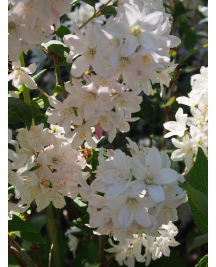 Deutzia purpurascens