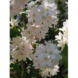 Deutzia purpurascens