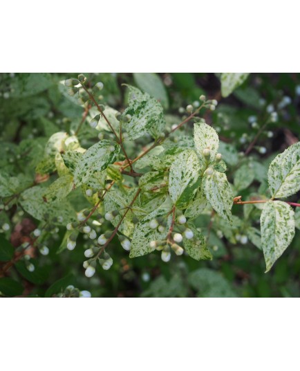 Deutzia scabra 'Punctata'